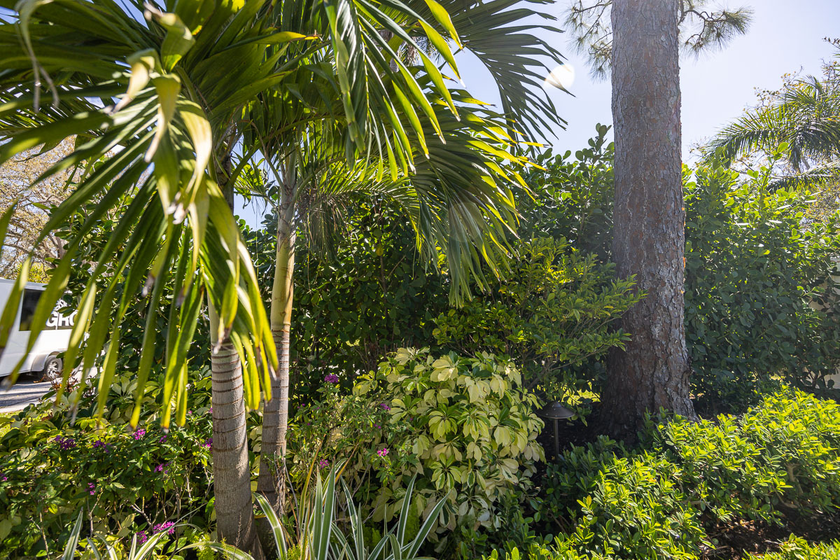 The 6 Best Trees to Install in Your Sarasota Landscape